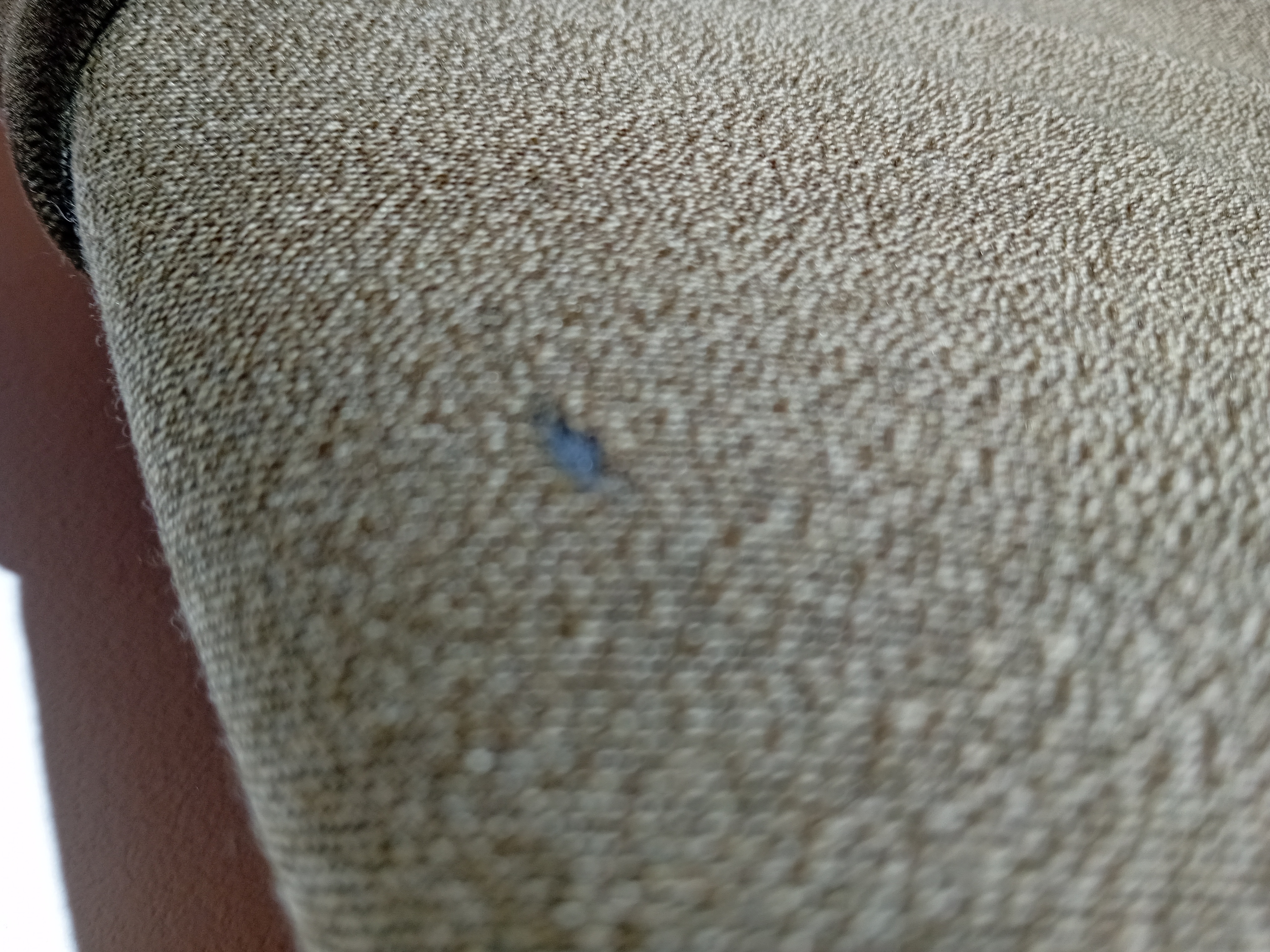 Veste Laine Kaki Scapa